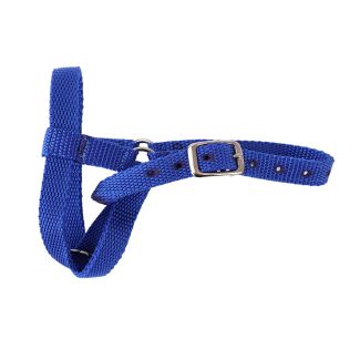 Halter Webbing Goat Large Blue