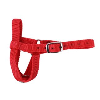 Halter Webbing Goat Small Red