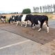 Roadmat Cow Crossing Std 8m x 5.2m