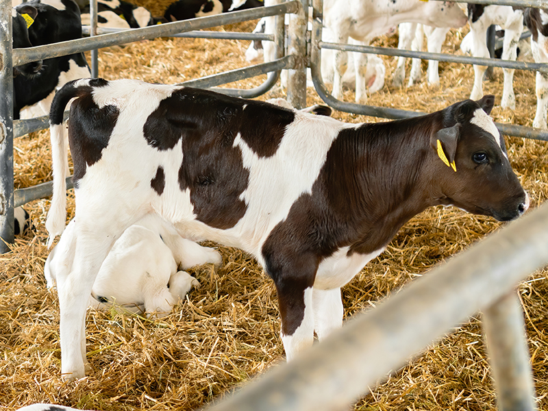 Calving Preparation