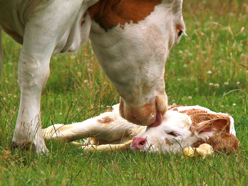 Calving