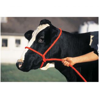 Halter Poly Rope Calf Red
