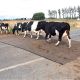 Roadmat Cow Crossing Std 8m x 5.2m